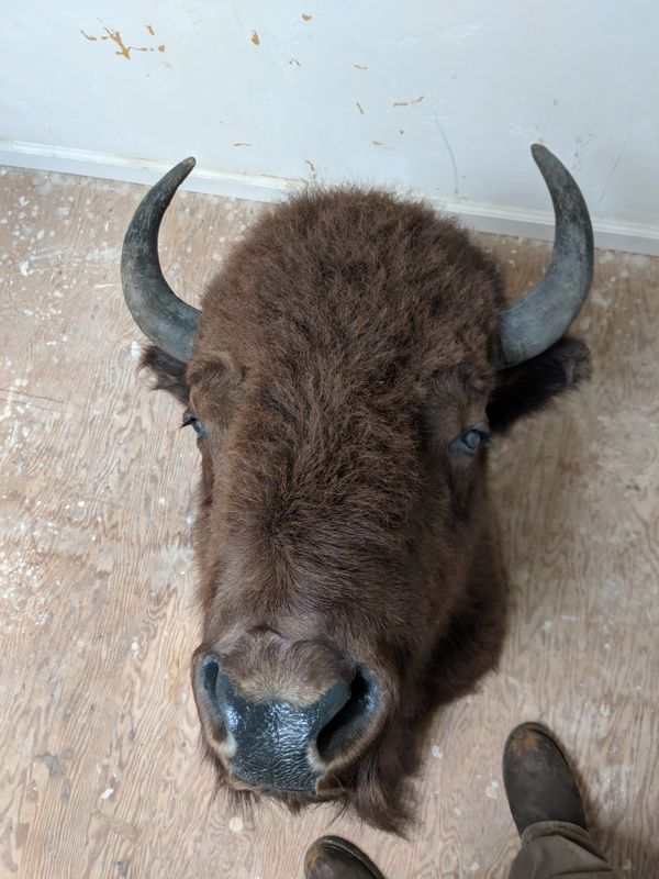 American buffalo head for Sale in Galt, CA OfferUp
