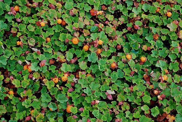 Creeping Raspberry evergreen ground cover plant for Sale in Puyallup