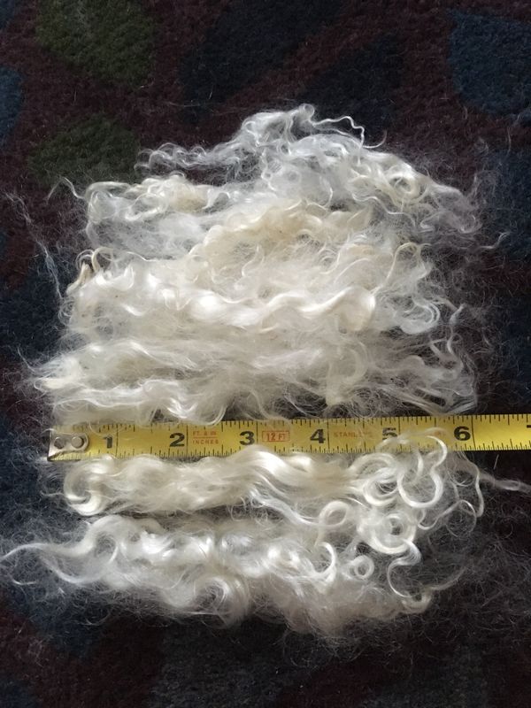 Raw Angora Goat Mohair Wool for Sale in Canton, GA - OfferUp