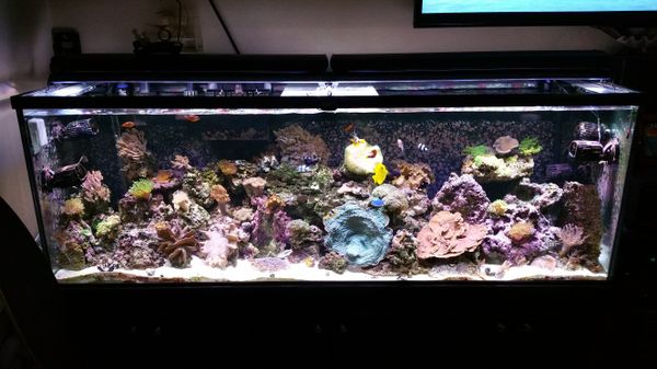 125 Gallon Reef Ready Glass Aquarium for Sale in Vacaville, CA - OfferUp