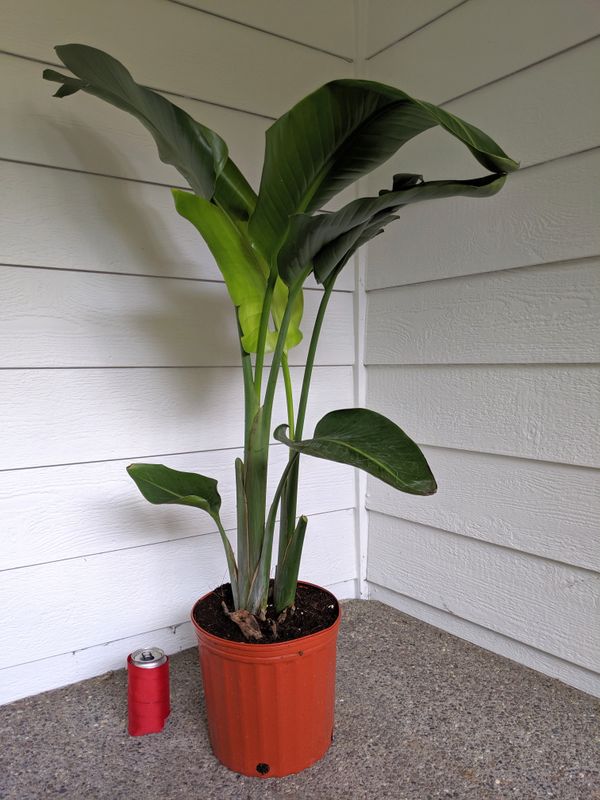 White Bird Of Paradise Plants Real Indoor House Plant
