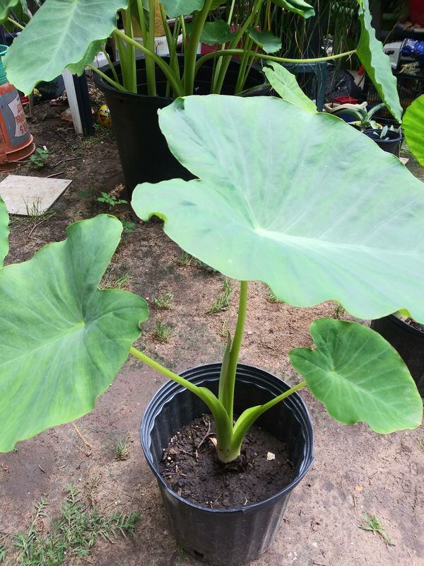 Jumbo elephant ears for Sale in Mesquite, TX - OfferUp