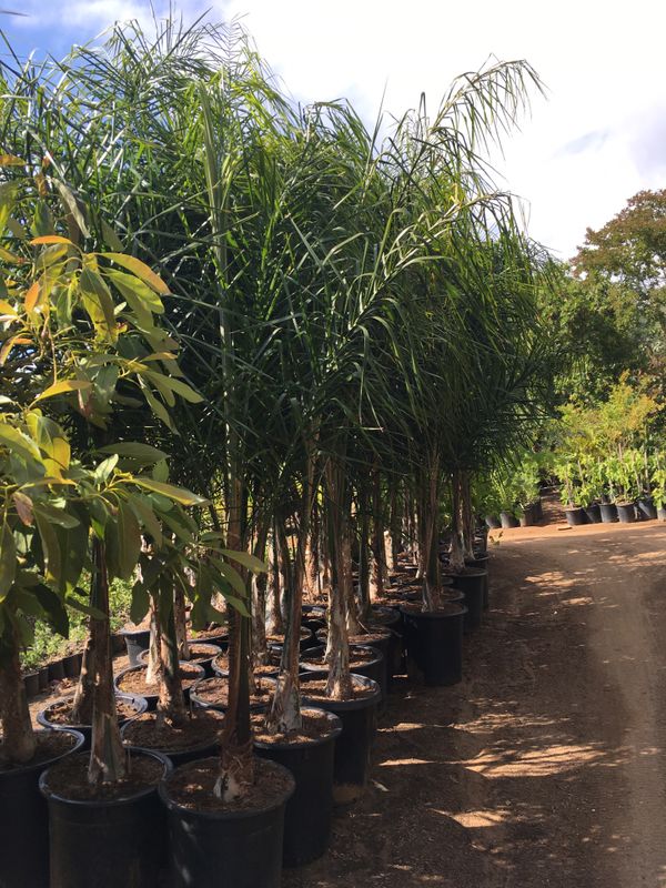 15 GALLON SIZE QUEEN PALM TREES HUGE, BEAUTIFUL for Sale in Hemet, CA