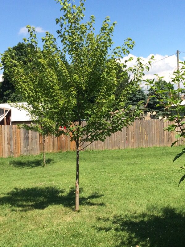 maple trees for sale near me