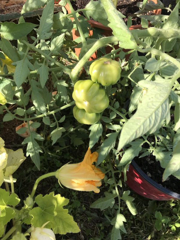 Vegetable plants for sale for Sale in Renton, WA OfferUp