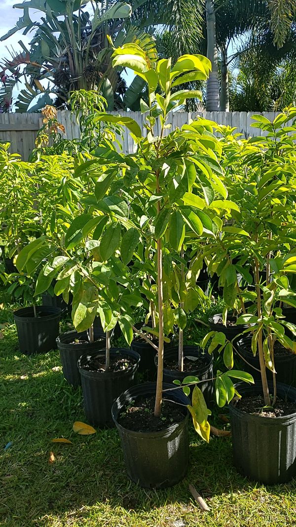 soursop for sale