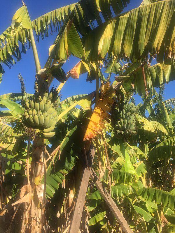 Thai / Hawaiian / Asian bananas plants for Sale in