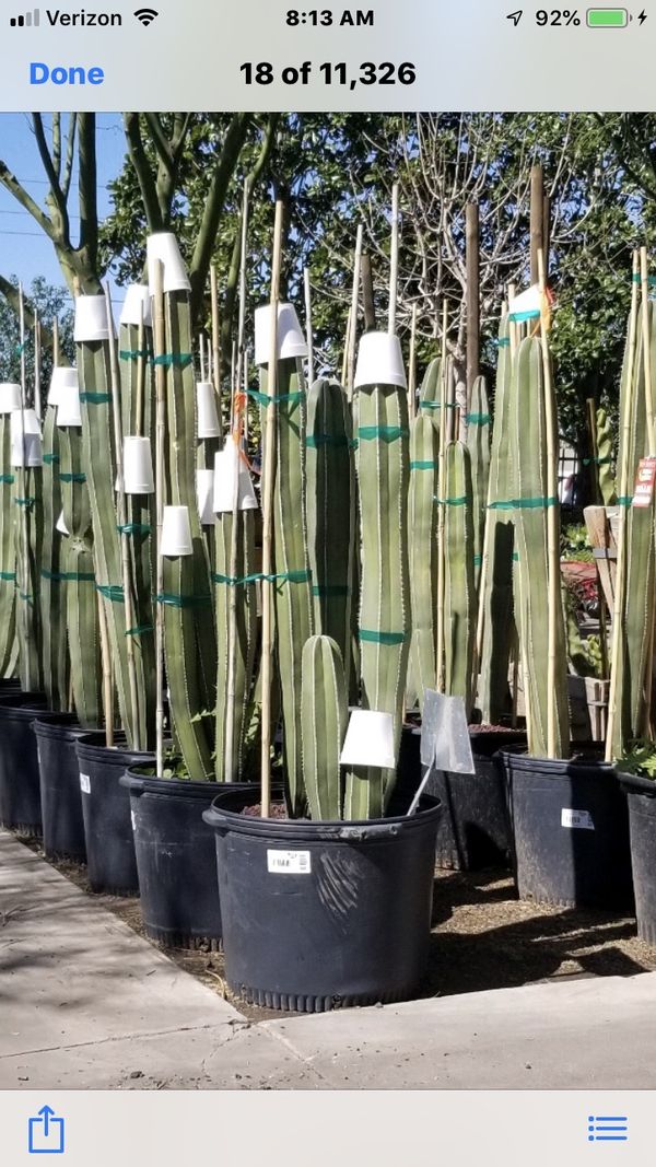 Mexican Fence Post Cactus for Sale in Phoenix, AZ OfferUp