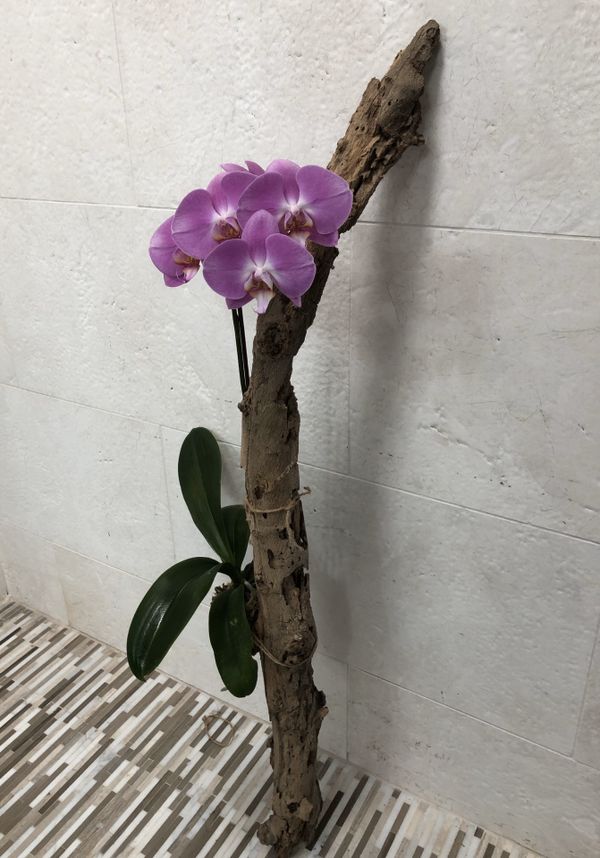 Beautiful hanging driftwood orchid... easy care... just hang in a tree