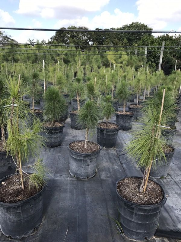 Dade County Pine tree for Sale in Miami, FL OfferUp