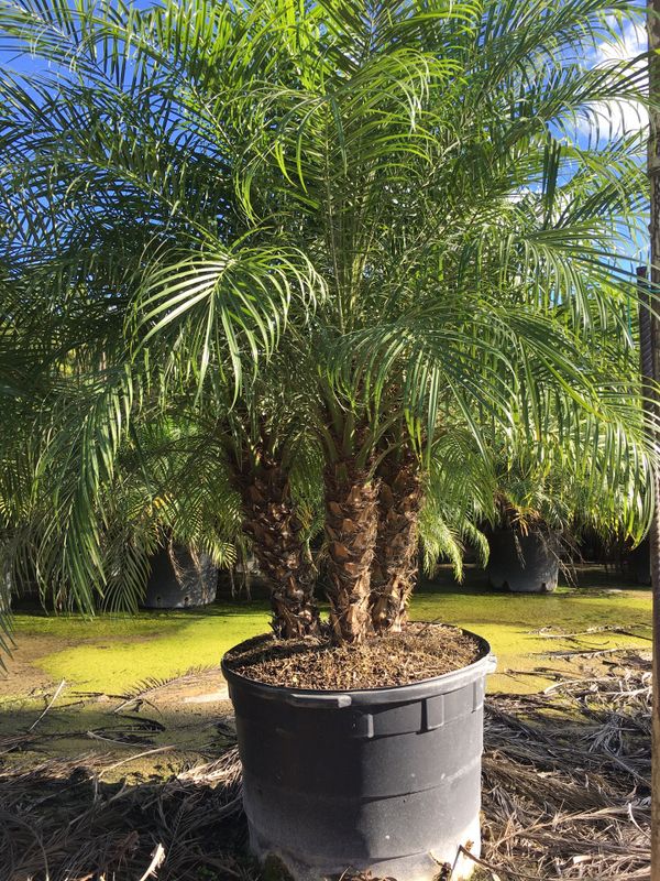 Robellini palm trees for Sale in Davie, FL OfferUp
