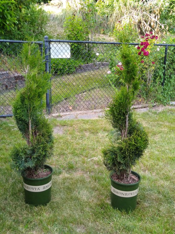 Emerald green arborvitae topiary ever green for Sale in Tacoma, WA - OfferUp