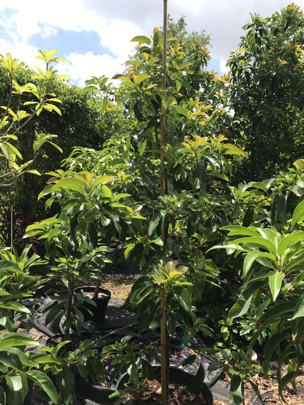 Grafted fruit trees for Sale in Miami, FL OfferUp