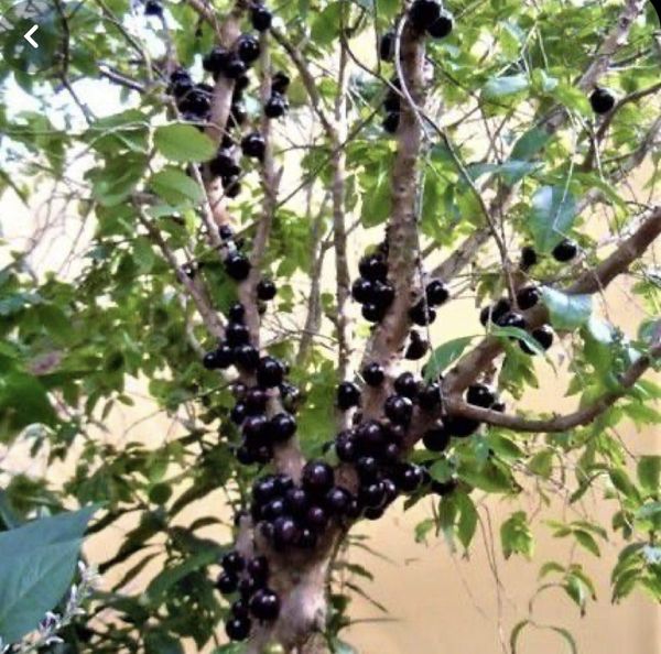 Jaboticaba Tree 25gl 150.00 for Sale in Fort Lauderdale, FL OfferUp