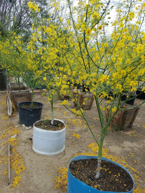 PALO VERDE TREES / DESERT MUSEUM / THORNLESS, DROUGHT TOLERANT, 40