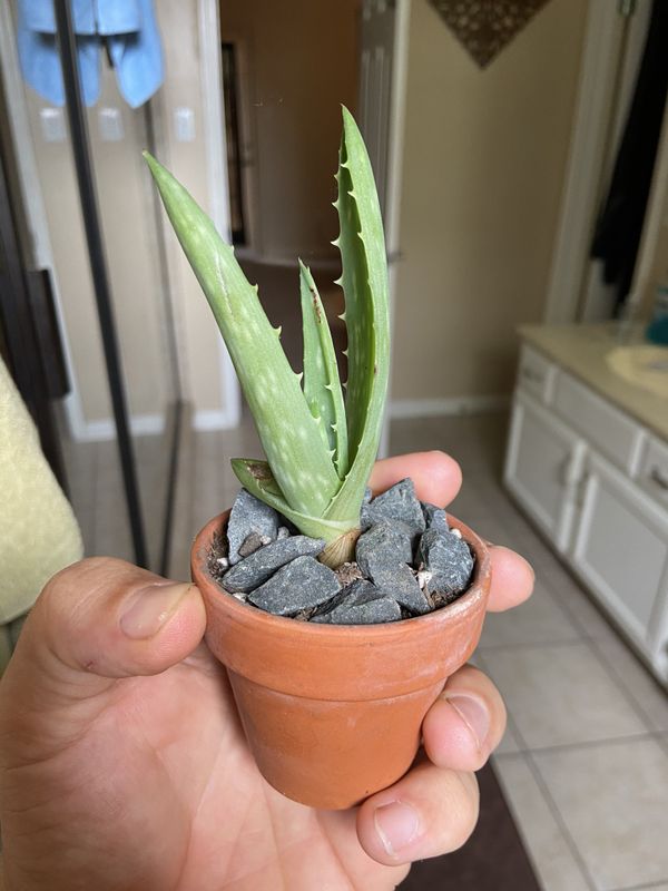 Baby Aloe Vera (live plant) FREE for Sale in Houston, TX