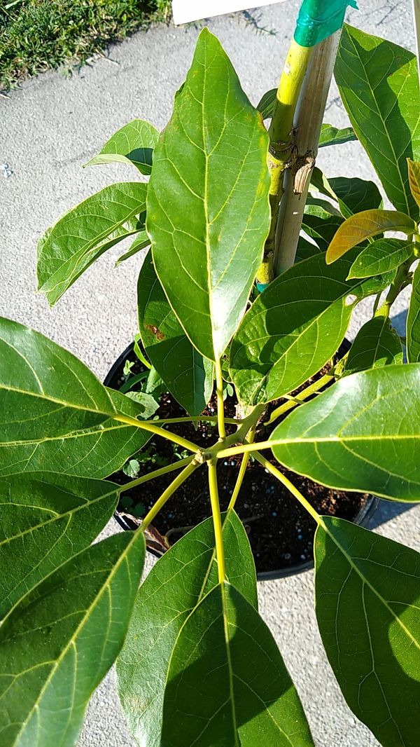 Haas Avocado Tree for Sale in Winter Haven, FL OfferUp