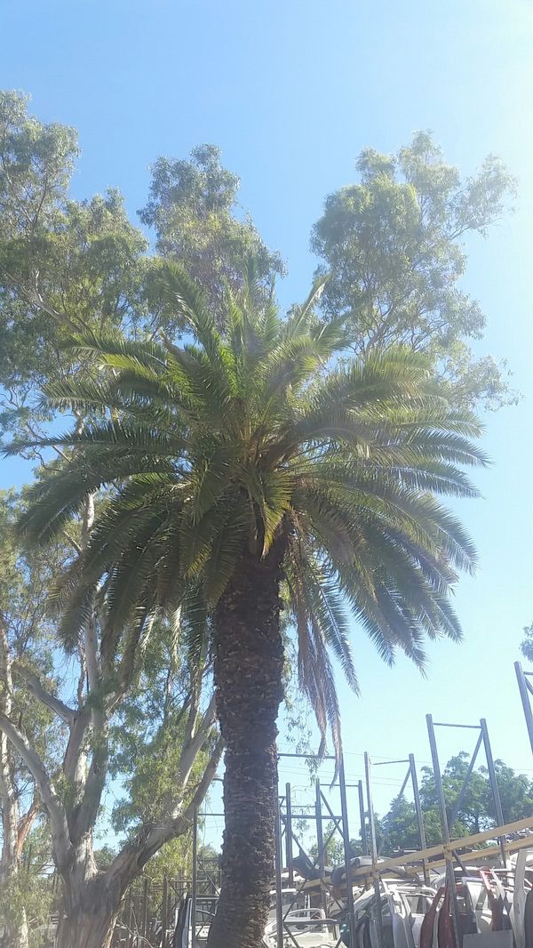 Palm tree for sale for Sale in San Bernardino, CA OfferUp