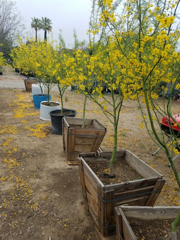 PALO VERDE TREES / DESERT MUSEUM / THORNLESS, DROUGHT TOLERANT, $40