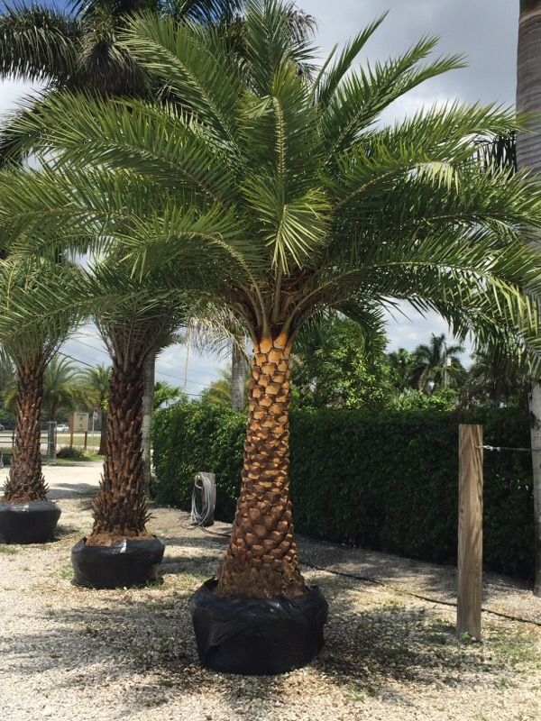 Sylvester palms 100 ft of trunk, for Sale in Hialeah, FL OfferUp