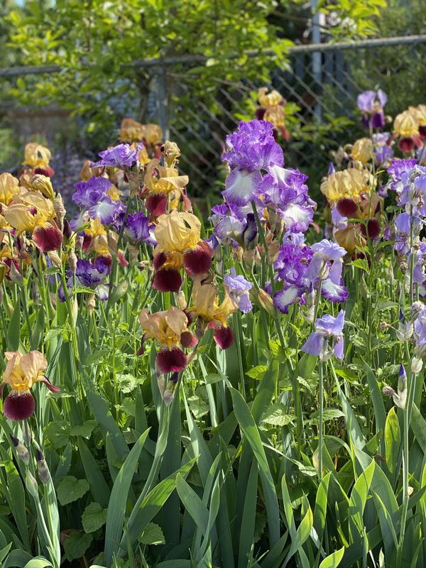 Bearded iris for Sale in Seattle, WA OfferUp