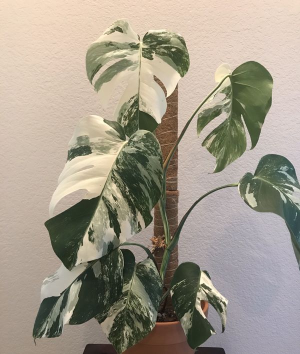 RARE PLANT! XL Variegated Monstera Albo Borsigiana for