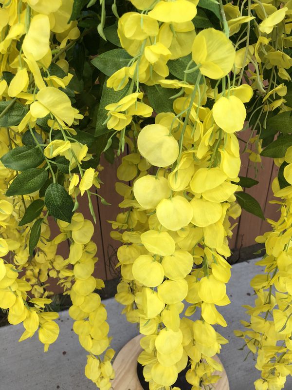 Yellow wisteria tree for Sale in Los Angeles, CA OfferUp