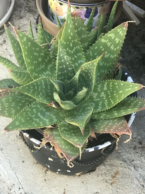 Full Grown Aloe Plant for Sale in Moorpark, CA OfferUp