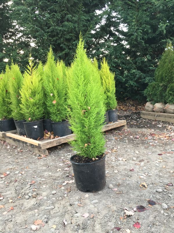 Lemon Cypress Tree 3+ Ft Tall for Sale in Clackamas, OR - OfferUp