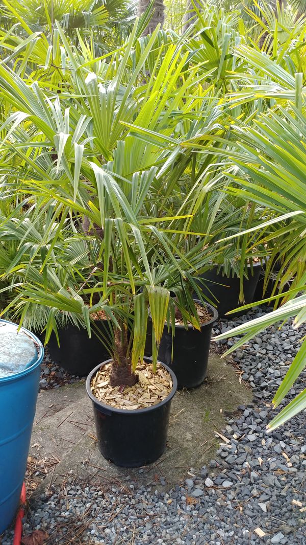 15-gallon-windmill-palms-for-sale-in-renton-wa-offerup