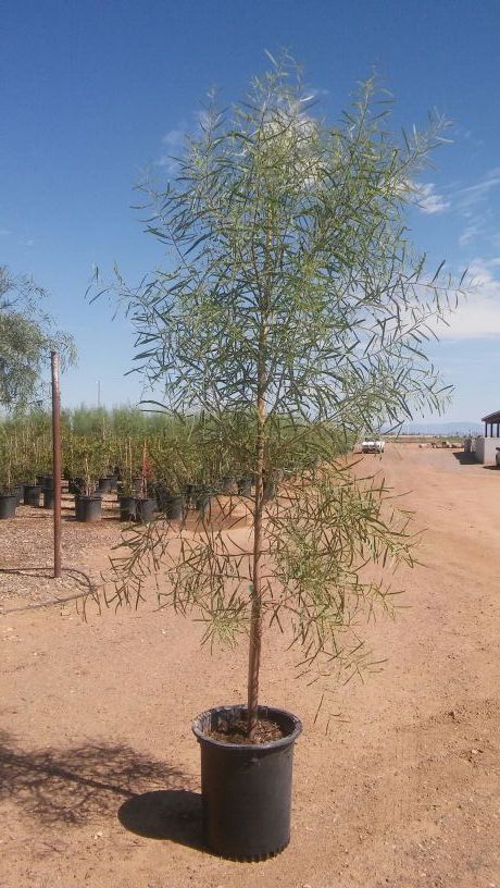 Green hopseed bush & trees for Sale in Glendale, AZ - OfferUp