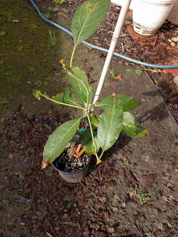 Kona Sharwil Avocado Tree For Sale In San Diego, CA - OfferUp