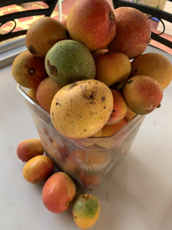 52 Sweet Small Mangos Batch Of The Day For Sale In Miami FL OfferUp