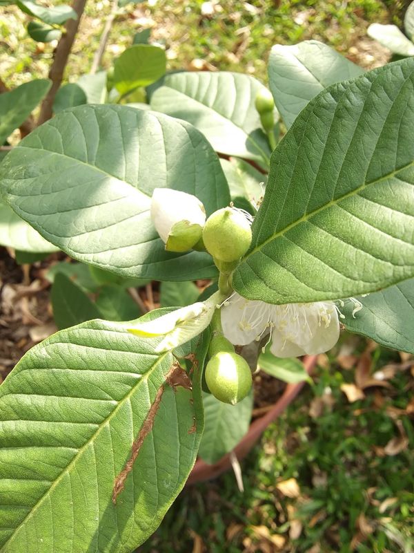 Beatiful Guava tree full of Fruit on 15 gallons pot for