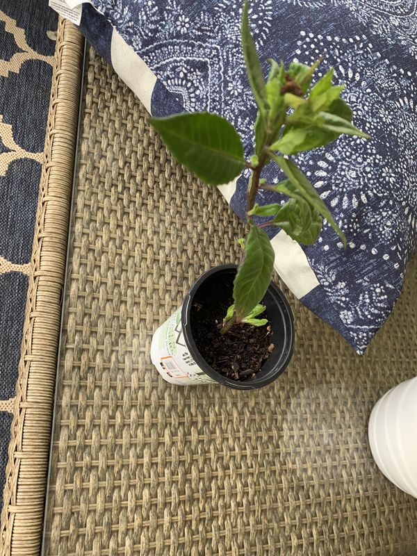 Insulin Plant Special for Sale in Costa Mesa, CA OfferUp