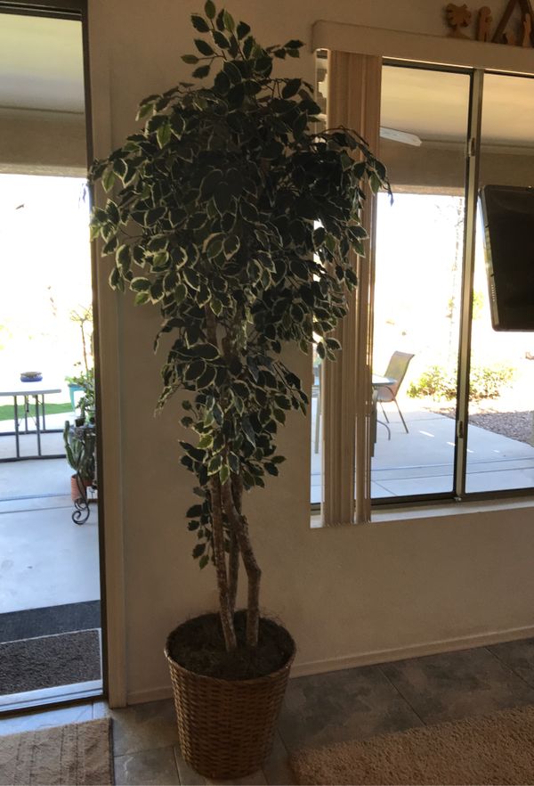 7 ft artificial ficus trees in baskets for Sale in Phoenix, AZ OfferUp