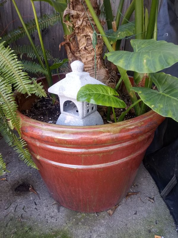 Elephant Ear plant 5.5 foot tall 3 plants in 1 pot for