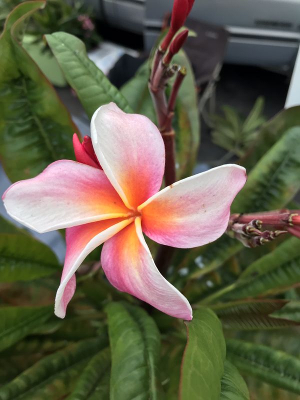 plumeria cuttings!! for Sale in San Diego, CA OfferUp