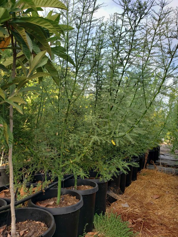 PALO VERDE TREES / DESERT MUSEUM / THORNLESS, DROUGHT TOLERANT, 40