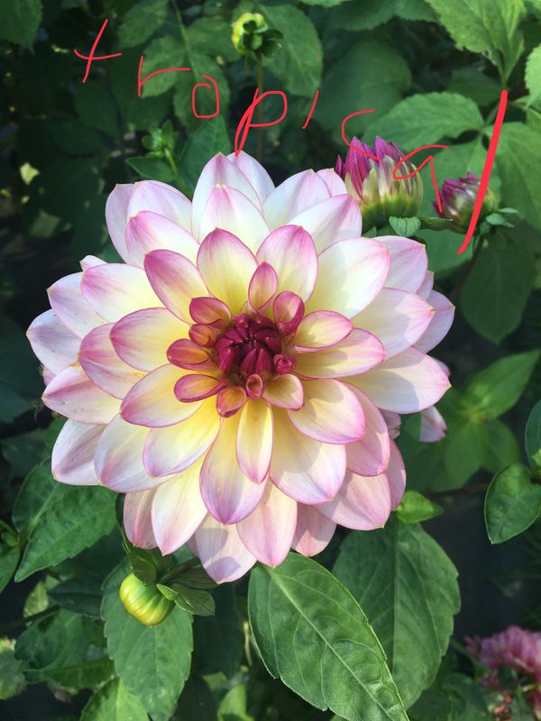 Dahlia tubers for Sale in Auburn, WA OfferUp