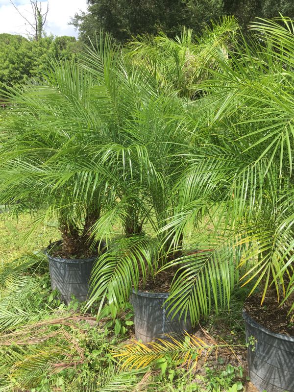 Pygmy Date Palm Trees Roebeleniis for Sale in Melbourne, FL - OfferUp