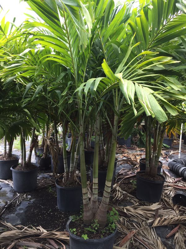 Christmas palms (triple palm trees) for Sale in Southwest Ranches, FL ...