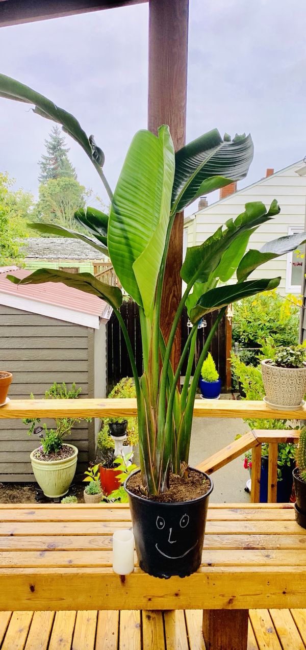 Live indoor almost six foot tall White Bird of Paradise