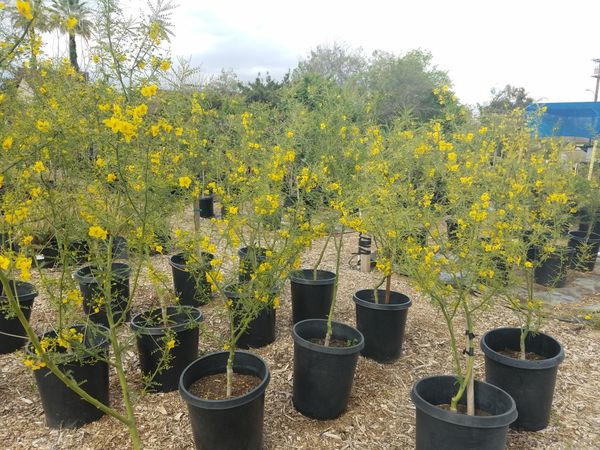 10 25gallon Yellow Desert Museum Piedra Marrano Feature Tree In