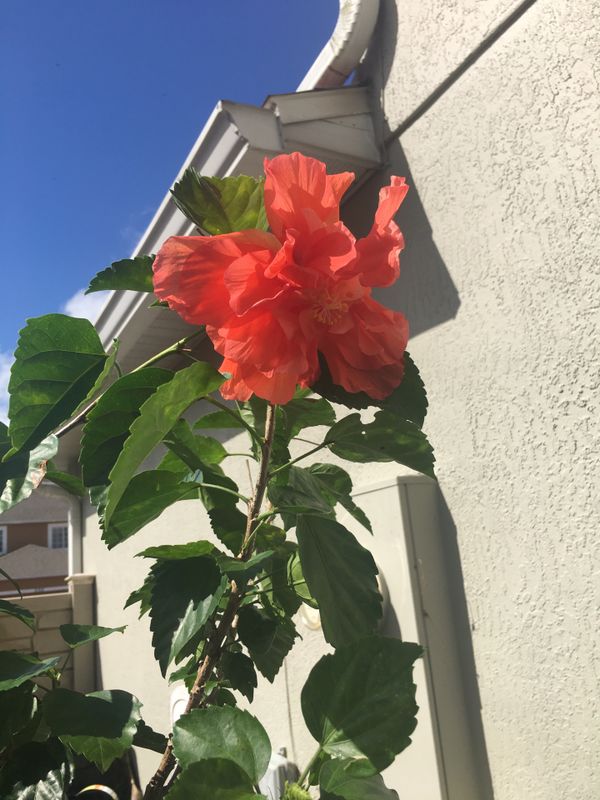 Braided Trunk Peach Hibiscus Tree for Sale in Poinciana, FL OfferUp