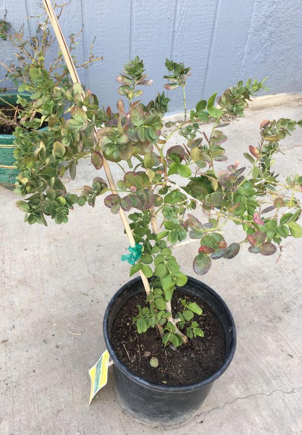 Boxwood beauty Natal plum for Sale in Las Vegas, NV OfferUp