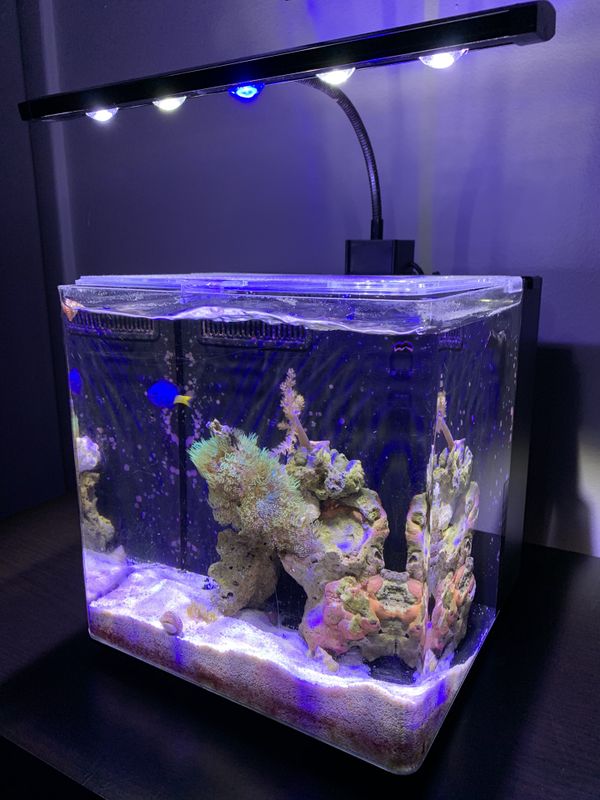 Saltwater pico reef tank 3 gal for Sale in Miami, FL - OfferUp