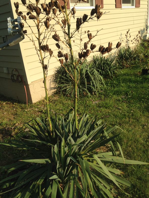 Yucca plants, please read info for Sale in Brunswick, OH