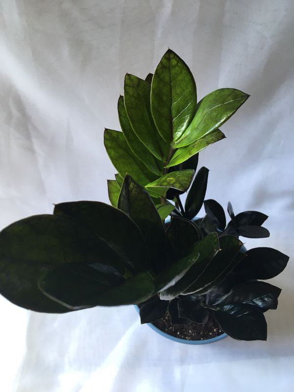 Rare Raven ZZ Plant for Sale in Cypress, TX OfferUp