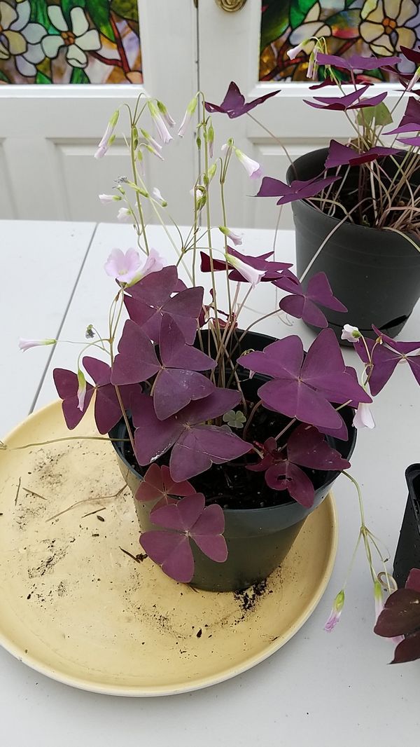 Purple Shamrock Plants for Sale in Shoreline, WA OfferUp